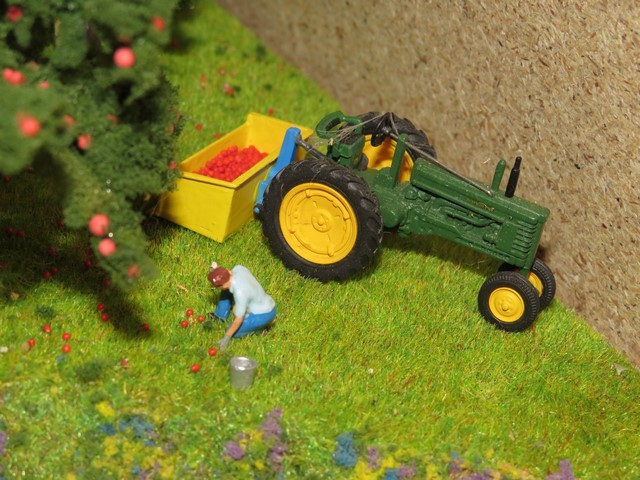 recolte de pommes.JPG