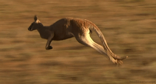 5c9345242300008b00e90f5c.gif